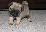 Cute looking pug puppies for your lovely home
