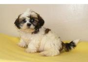 Adorable TeaCup Shih Tzu Puppies available and they are ready